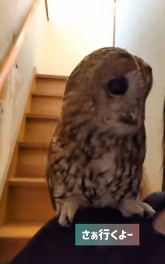 出所:@mori_luna_tawny_owl
