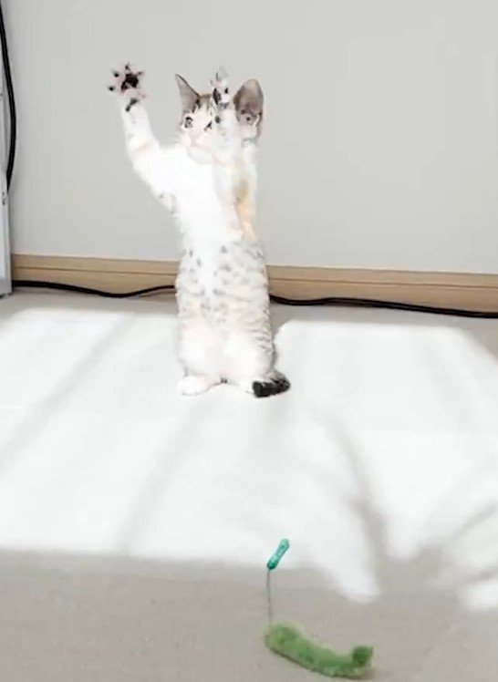 子猫の「謎の動き」に目を疑う　Xユーザーも爆笑「強すぎるww」