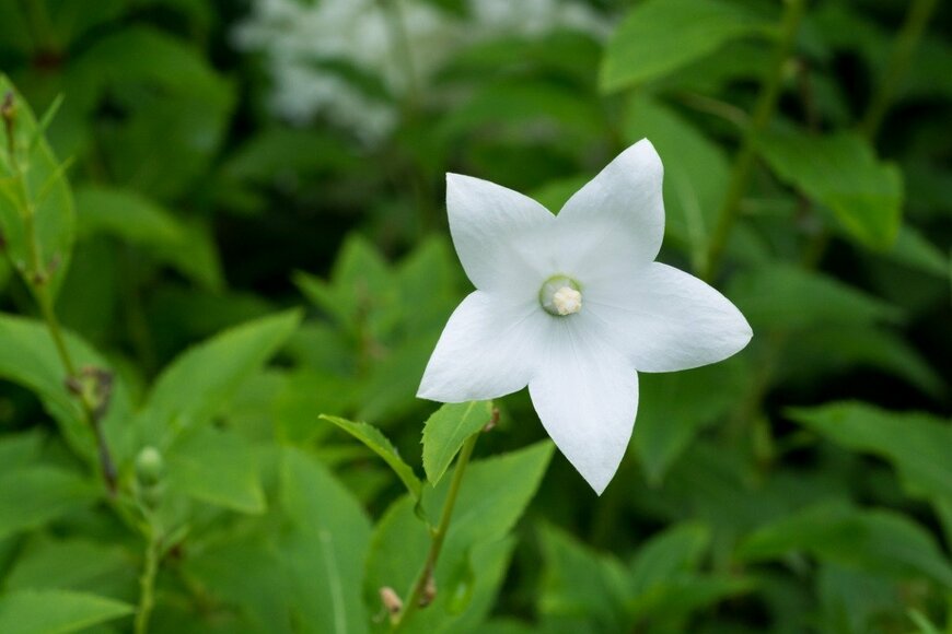 【ガーデニング】洋風の庭にも似合う「凛とした、和の花」オススメ7選