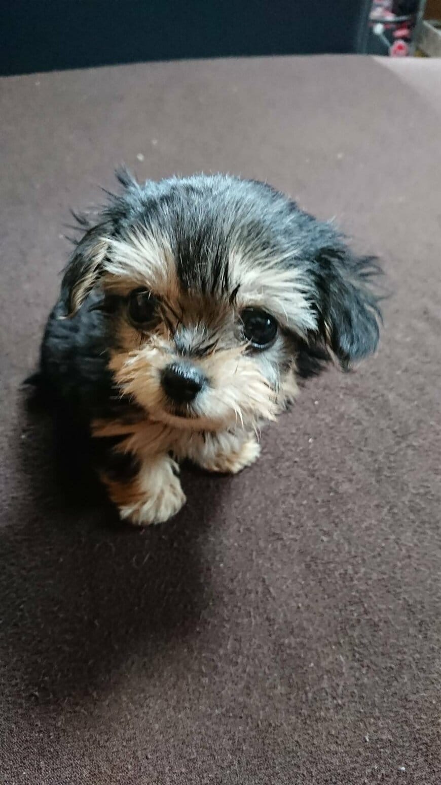 「5年の時を経て毛色が変わり…」犬の劇的ビフォーアフターが12万回表示