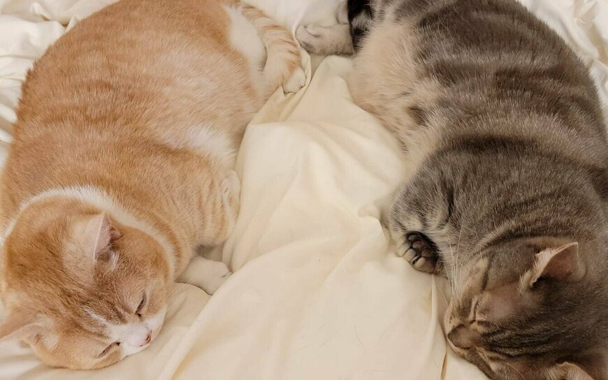 出所：@nekotansoku