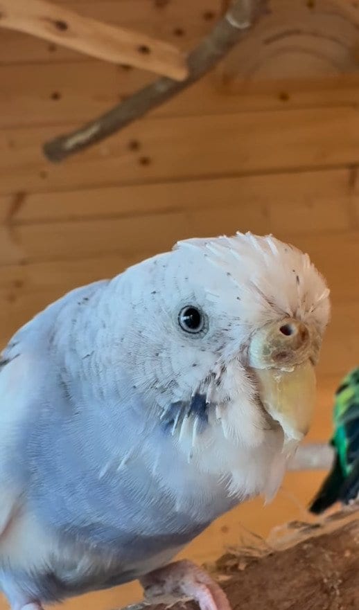 出所：@zundamame_cockatiel