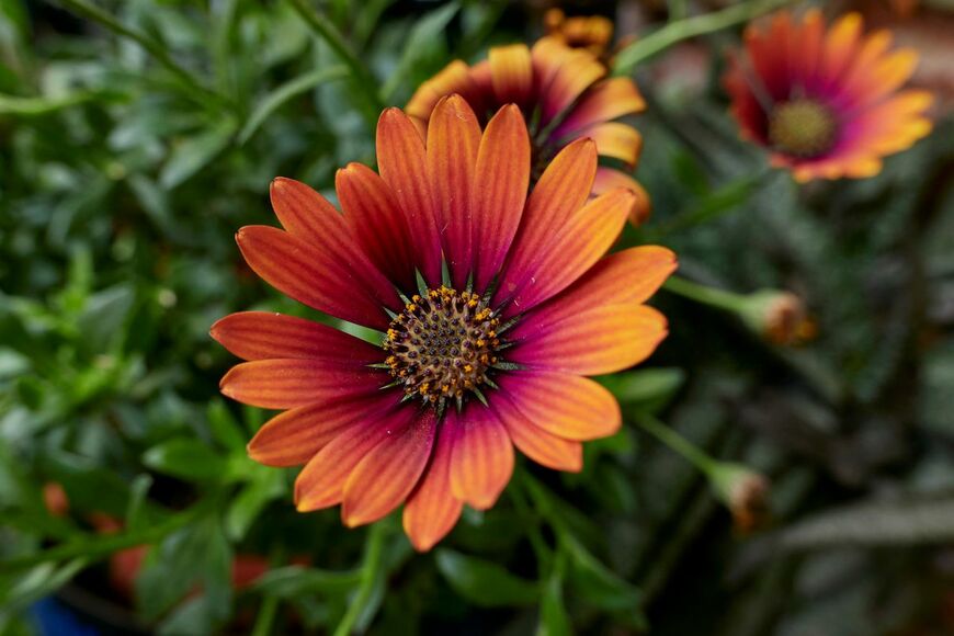 simona pavan/shutterstock.com