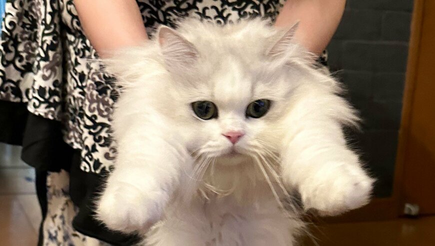 出所：@NEKOLAND13