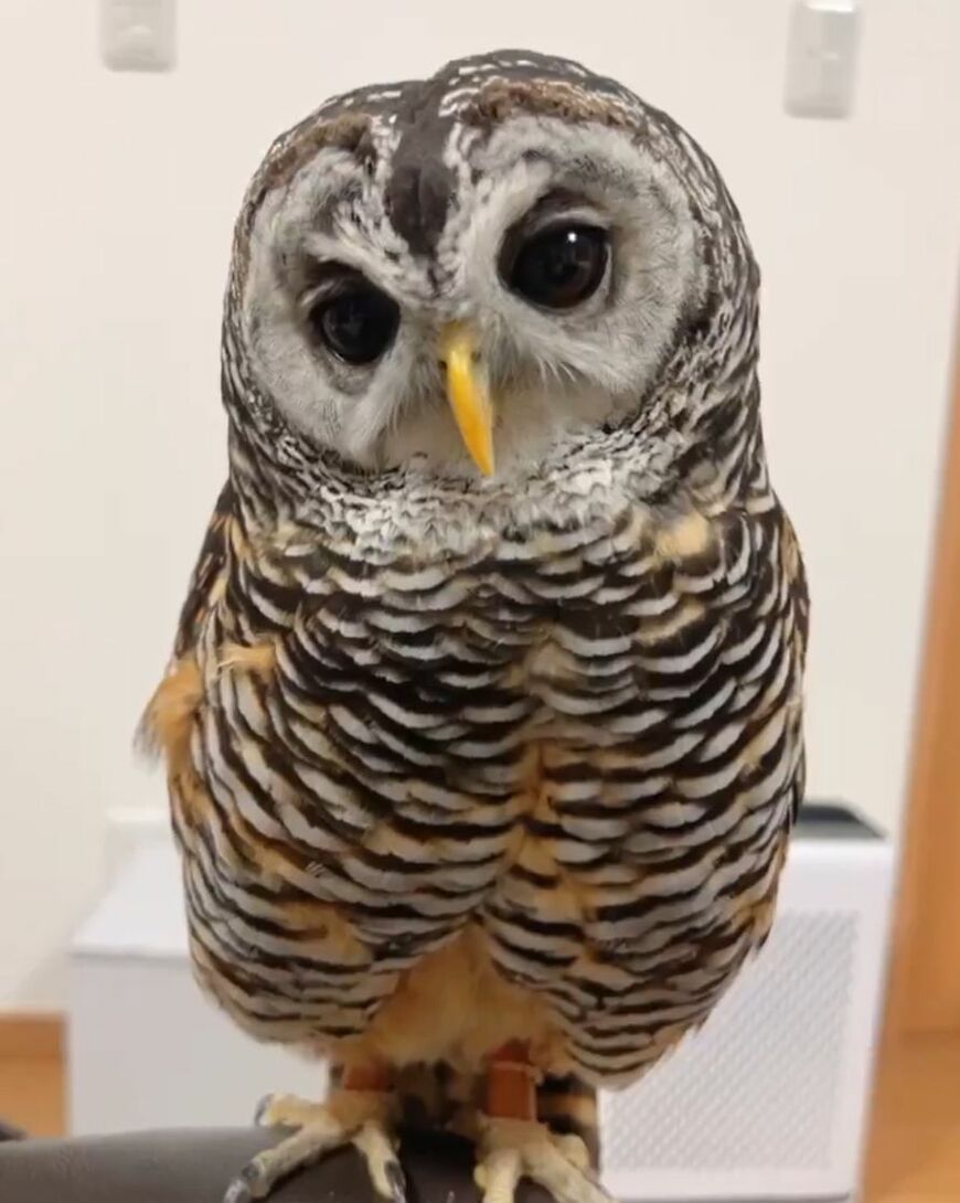 出所：@kanata_akas