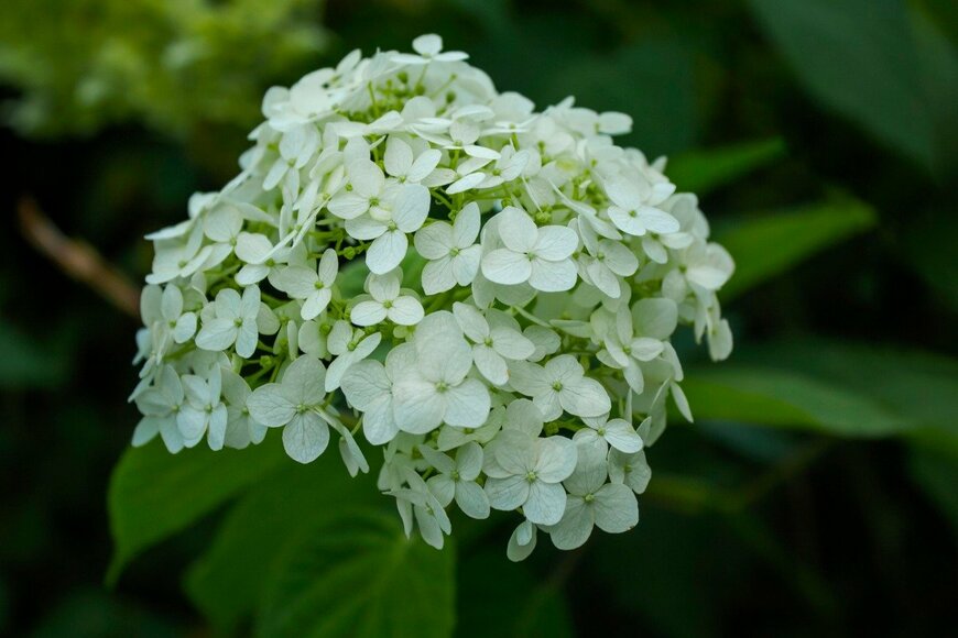 Sviatlana Zyhmantovich/istockphoto.com