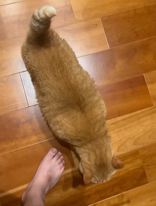 元保護猫さんの「一緒に寝るよの合図」がかわいすぎる　甘えん坊全開姿にホッコリ