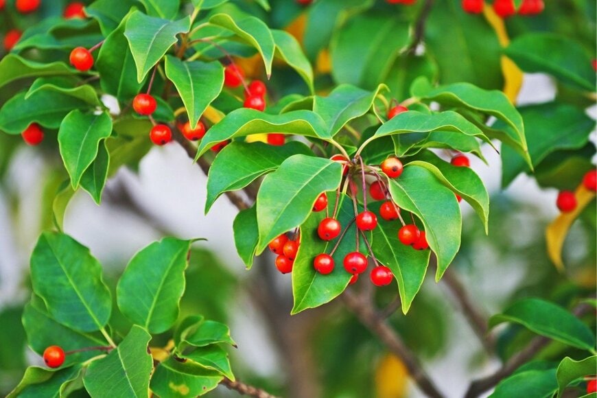 igaguri_1/istockphoto.com