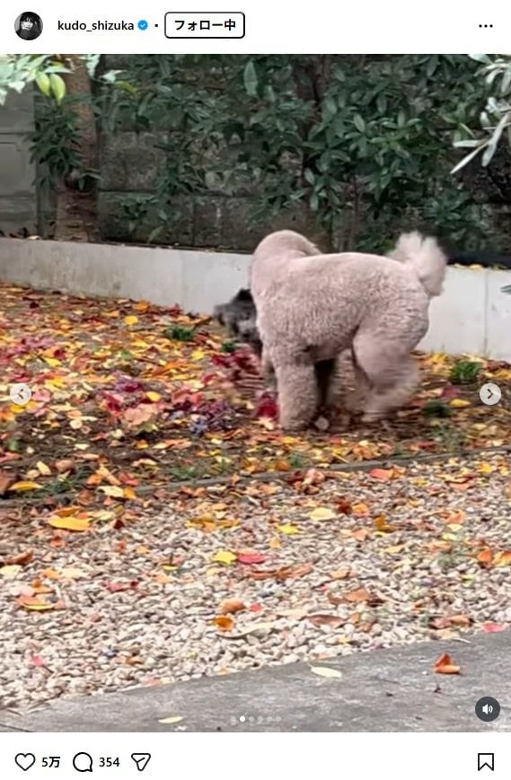 出所：工藤静香のInstagram（＠kudo_shizuka）　参照日：2025年11月25日