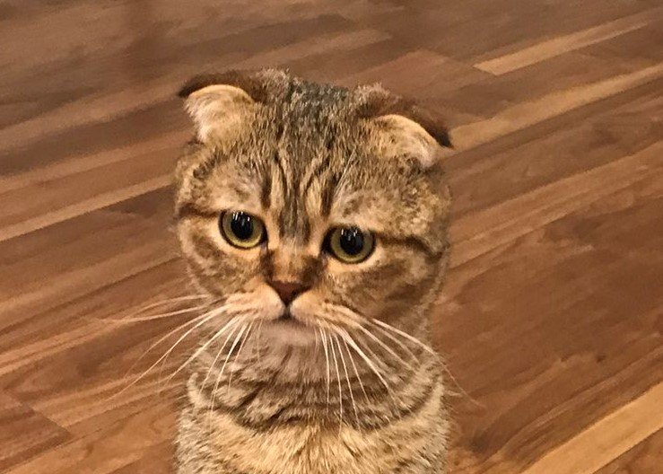 出所：@ponpokopontanu