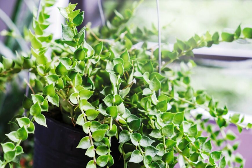 鉢からこぼれるように茂るディスキディア。