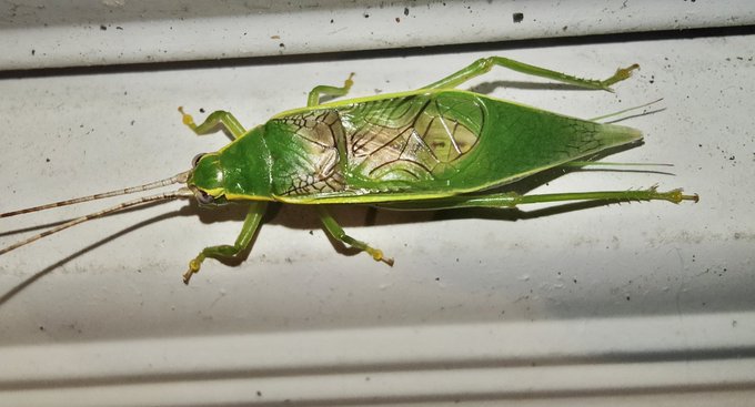 「緑のゴキブリ」だと思ったアオマツムシ