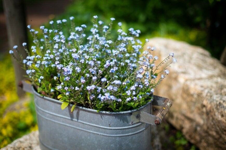 ブリキの鉢に植えられたワスレナグサが満開