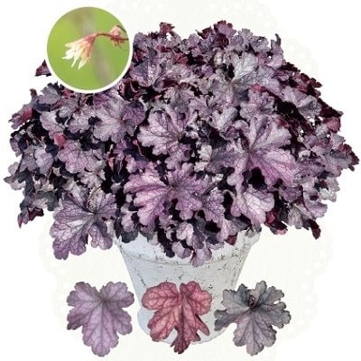 PROVEN WINNERS（プルーブンウィナーズ）　ヒューケラ ドルチェ