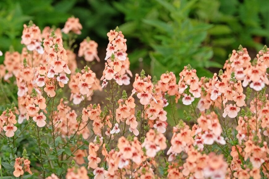 サーモンピンクの花を咲かせているディアスキア
