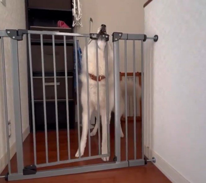 ゲートの前のハスキー犬