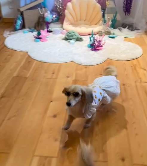 ちょい悪ダックスフント