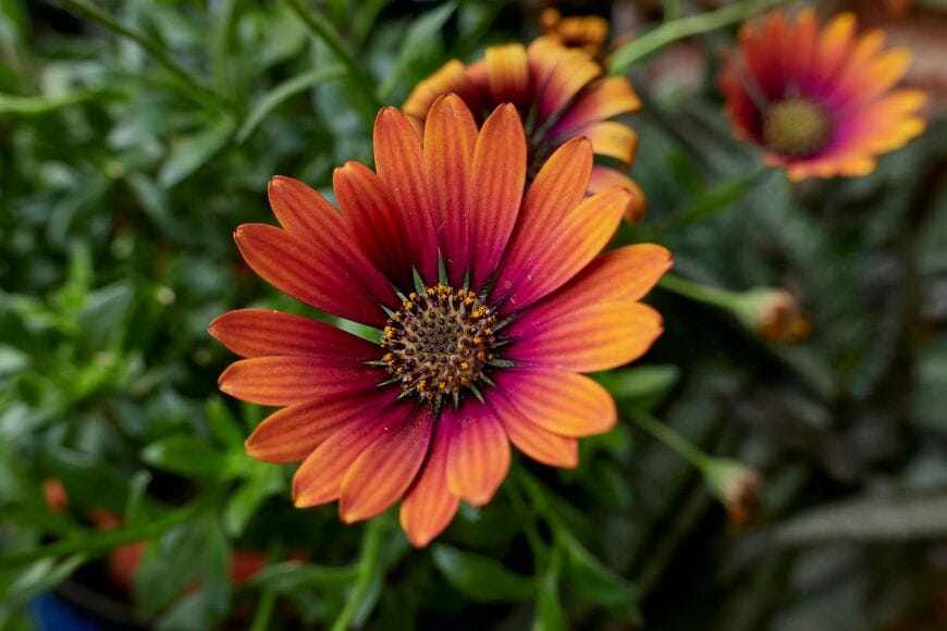 深みのあるオレンジ色のオステオスペルマム