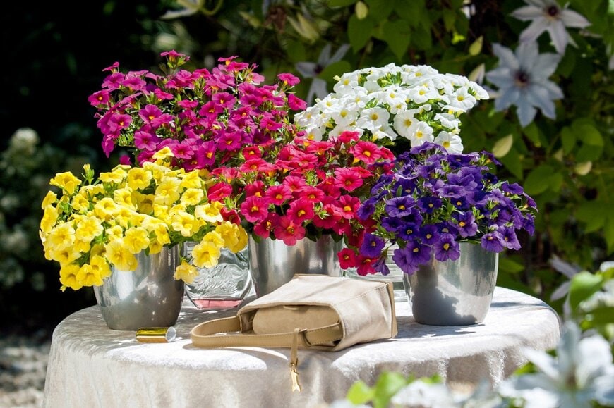 PROVEN WINNERS（R）　スーパーベル（R）