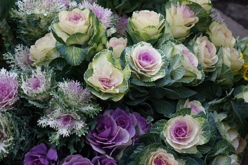 淡い紫色や白色のハボタン