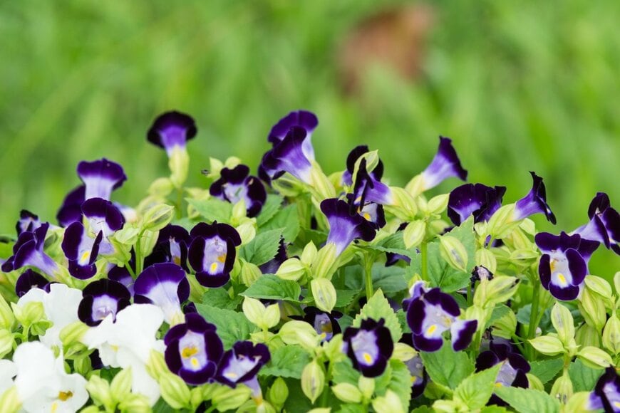 トレニアの花。色は青と白