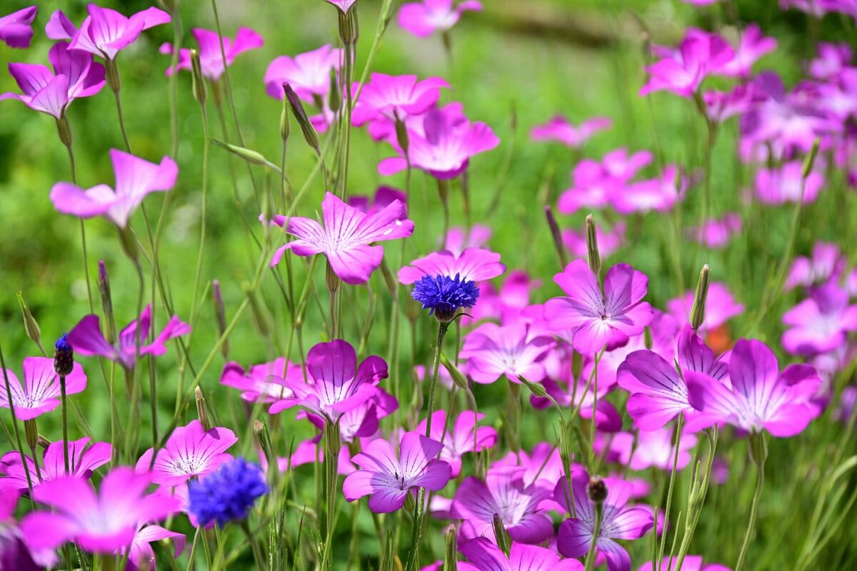 秋まき・秋植え ガーデニングガイド』 ガーデニング2年生の「秋から春