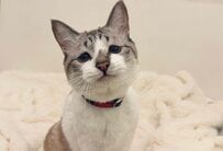 【127万再生】しょんぼり顔の猫がたまに見せる「笑顔」…思わず二度見する可愛すぎる表情に癒される人が続出