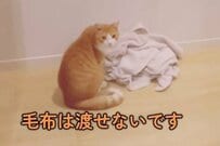【執念ハンパない】大好きな毛布を取られたくない猫ちゃん→次々と取った行動に笑ってしまう