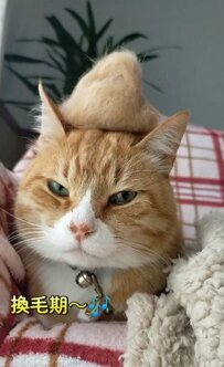 モフモフなお山は猫ちゃんの「あれ」！？意外な正体にびっくりしちゃうユーザーが続出！