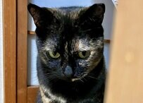 「どこに行くニャ…？」パパとお留守番になった保護猫、なんとも寂しそうな表情に「後ろ髪引かれちゃう」と反響続々