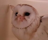 【水浴び大好きメンフクロウ】寒くても大喜びで水浴びをするメンフクロウに1300いいね！