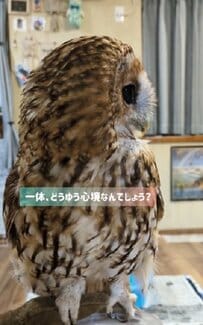 【やんちゃなフクロウ】不意打ちした後の反省ポーズ？が可愛すぎる！
