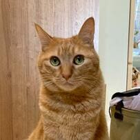 7歳の先住猫と「顔が似てきた」10カ月の保護子猫　柄は違うのにそっくりなお顔がほほえましい