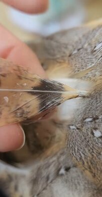 【換羽期を迎えたフクロウ】新しい羽をほぐほぐする飼い主さん　身を委ねる姿にホッコリ