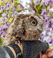 【花に囲まれたフクロウ】まるでファンタジーのよう！幻想的な光景にうっとり