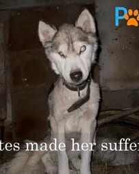【保護犬】暗い物置で生きていた盲目の犬 永遠の家族と出会うまでの約9カ月の軌跡