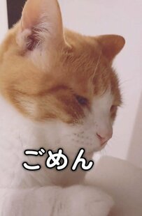 毛布を洗われた猫がわかりやすく落ちこんでしまう...洗濯後「この匂いじゃない」と猛抗議！