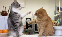 「お前…やるのか？」ガンをつけてきた先輩猫に手を出した結果…「猫社会の厳しさ」を感じる様子に思わずクスリ