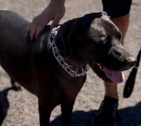 何度か新しい家族と出会うも「うまくいかなかった」犬を保護 活発な性格に合った暮らしを得る