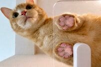 【猫は液体】独特なポーズの猫ちゃん…どうなってるの？柔らかすぎる体に注目