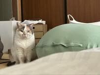 飼い主が猫に差し出した「謎の丸い物体」　まさかの正体に驚きの声