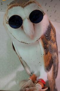 【なりきりメンフクロウ】有名スターのようなフクロウ　思わず二度見する姿にSNSでは国内外問わず大反響！