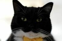 【尊すぎる】すやすや眠る猫ちゃんがあまりにも可愛い　「赤ちゃんのような寝姿」に癒されてしまう