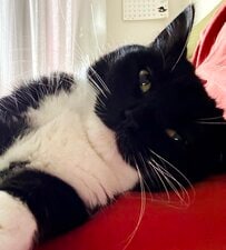 甘えん坊な猫ちゃんの“うとうと顔”に反響続々！「起きる時間だよ」の声も