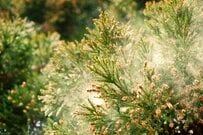 花粉飛散の終了はいつ？　ウェザーニューズが「第五回花粉飛散傾向」を発表