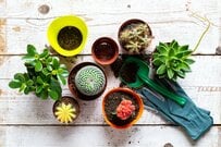 多肉植物の植え替えに挑戦しよう！水やりのタイミングがポイント