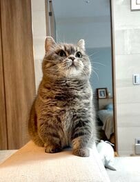 猫の顔に違和感　気づくと笑っちゃうかわいい姿に反響