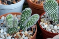 【ガーデニング】不思議フォルムに思わず見入る《サボテン》ワイルド＆ユニークでお手入れ簡単！