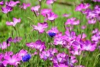 【お金も手間もかけない庭づくり】庭に種をばらまくだけで「春庭が花いっぱい」秋まき一年草7選