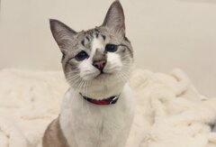 【127万再生】しょんぼり顔の猫がたまに見せる「笑顔」…思わず二度見する可愛すぎる表情に癒される人が続出